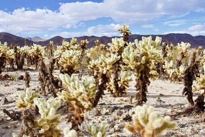 Las Vegas To Los Angeles One Way Tour Joshua Tree National Park - A Complete Guide to the Joshua Tree Day Trip