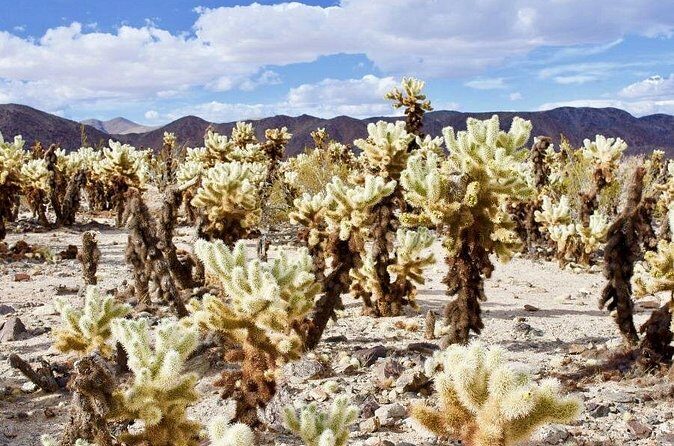 Las Vegas To Los Angeles One Way Tour Joshua Tree National Park - Authentic Feedback and Expectations