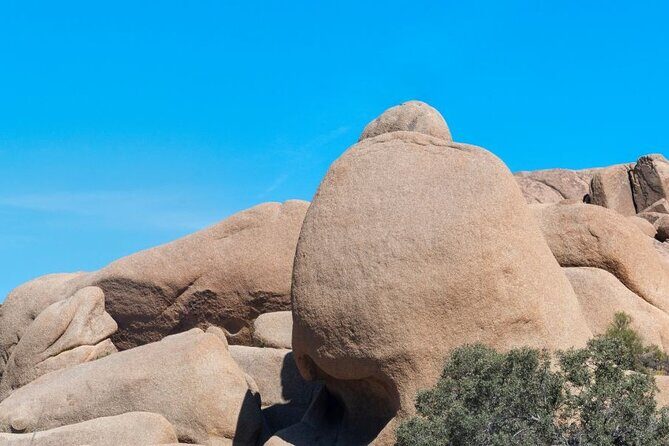 Las Vegas To Los Angeles One Way Tour Joshua Tree National Park - The Sum Up: Who Should Consider This Tour?