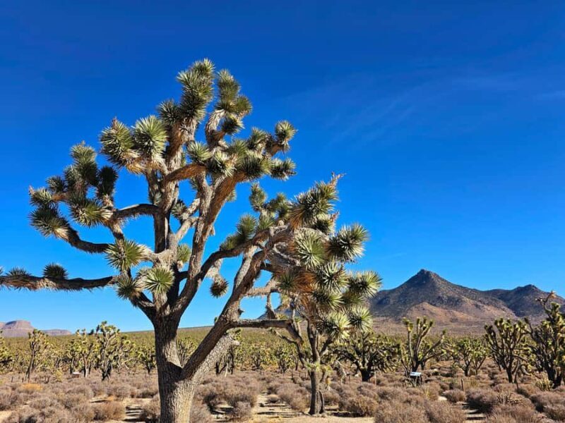 Las Vegas to Los Angeles One Way Tour via Joshua Tree NP - Key Points