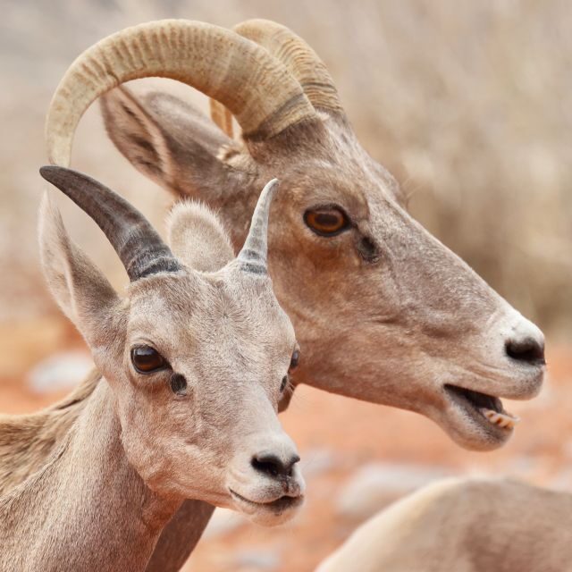 Las Vegas: Valley of Fire and Red Rock Canyon Day Trip - Practical Details & What to Expect