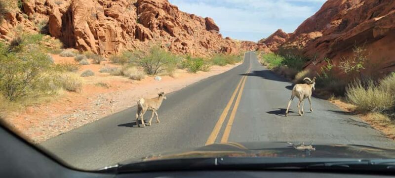 Las Vegas: Valley of Fire and Red Rock Canyon Tour - An In-Depth Look at the Experience