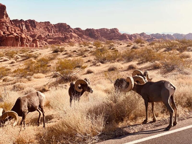 Las Vegas: Valley of Fire Small Group Tour - What Travelers Say