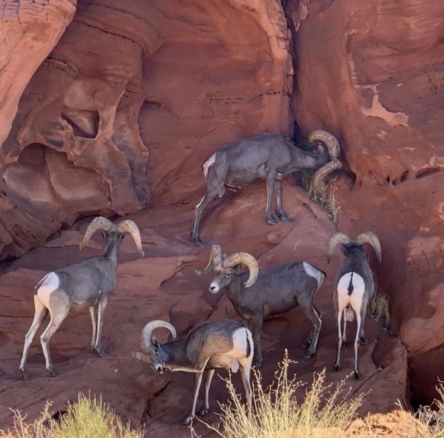 Las Vegas: Valley Of Fire State Park Tour - Who Will Love This Tour?