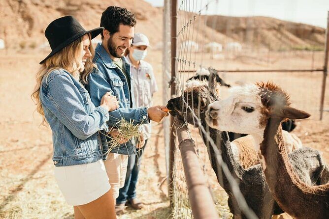 Las Vegas Zoo and UTV Tour With RT Transportation - Key Points