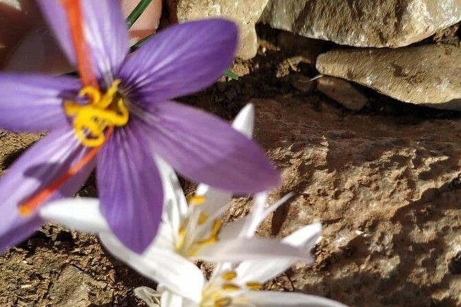 Lasithi Plateau Traditional Vilages - A Deep Dive into the Lasithi Plateau and Villages Tour