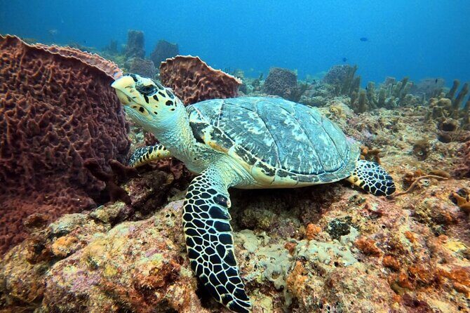 Lauderdale By The Sea Replicated Shipwreck & Reef Snorkel Trails - Exploring the Lauderdale By The Sea Replicated Shipwreck & Reef Snorkel Trails