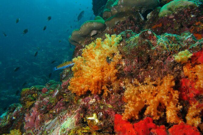 Lauderdale By The Sea Replicated Shipwreck & Reef Snorkel Trails - FAQs