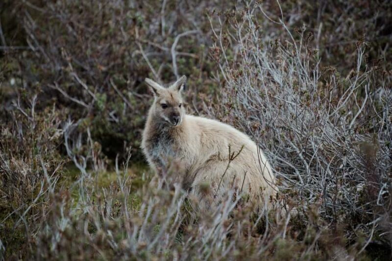 Launceston: 2-Day Overnight Cradle Mt & Wineglass Bay Tour - Key Points