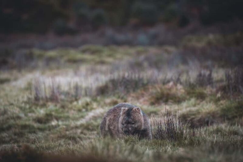 Launceston: 2-Day Overnight Cradle Mt & Wineglass Bay Tour - A Closer Look at the Itinerary and What You’ll Experience