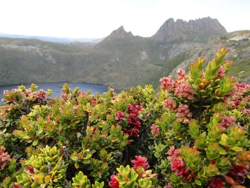 Launceston: Cradle Mountain Guided Active Day Trip - Exploring Tasmania’s Iconic Wilderness