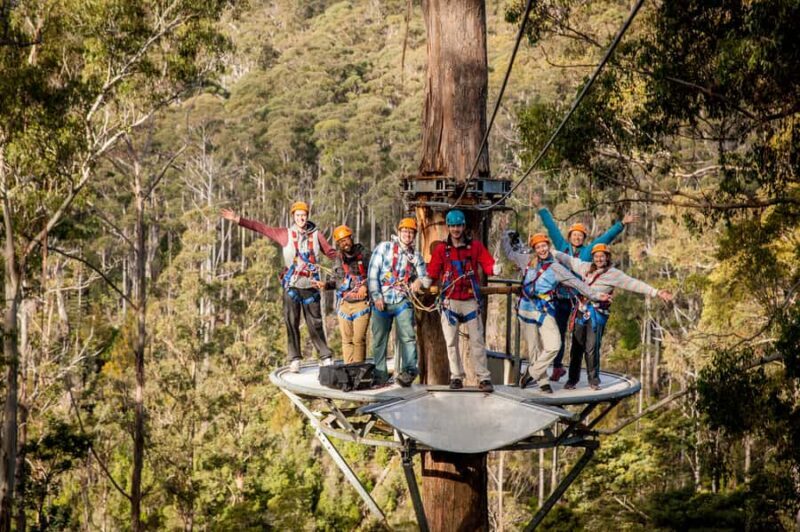 Launceston: Hollybank Forest Treetop Zip Lining with Guide - Launceston: Hollybank Forest Treetop Zip Lining with Guide