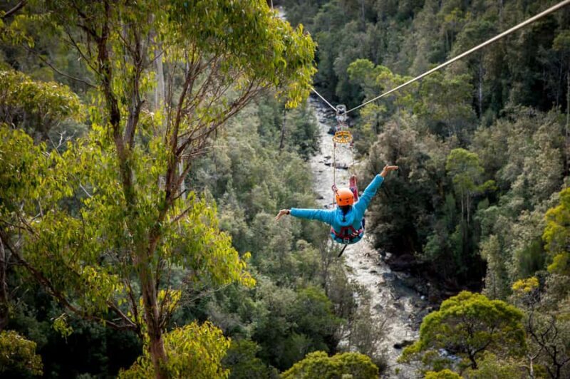 Launceston: Hollybank Forest Treetop Zip Lining with Guide - Key Points
