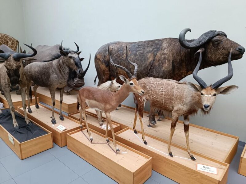 Lausanne: Private Walking Tour with a Local Guide - Exploring Lausanne: A Private Walking Tour with a Local Guide