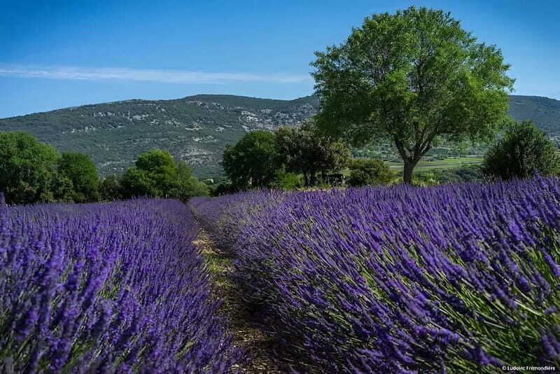 Lavande Guided Tour And Live Distillation - Exploring the Lavender Estate: What You Can Expect