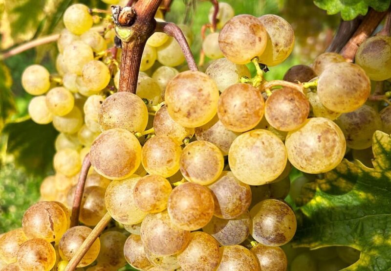 Lavaux: Vineyard Experience - The Sum Up