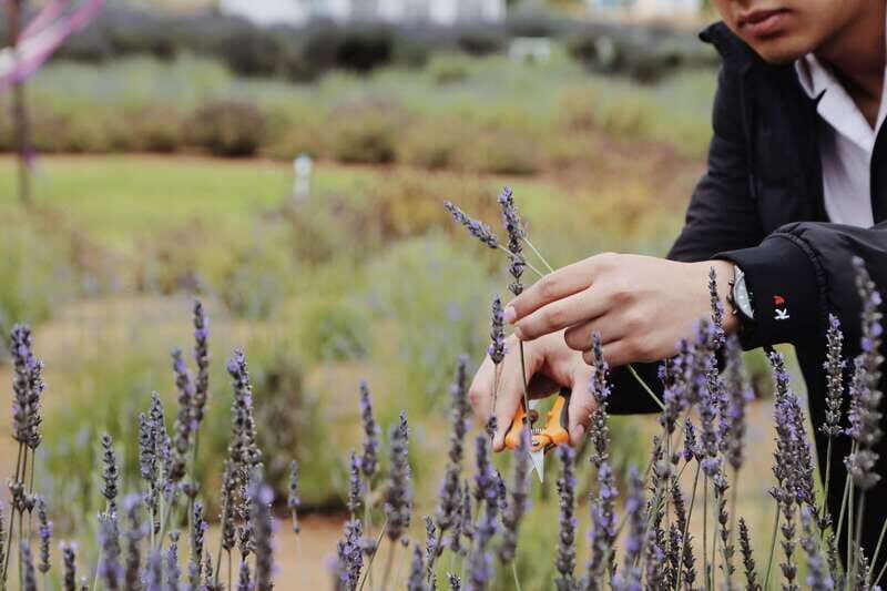 Lavender Experience Valle de Guadalupe - Guided Field Tour - The Experience at a Glance