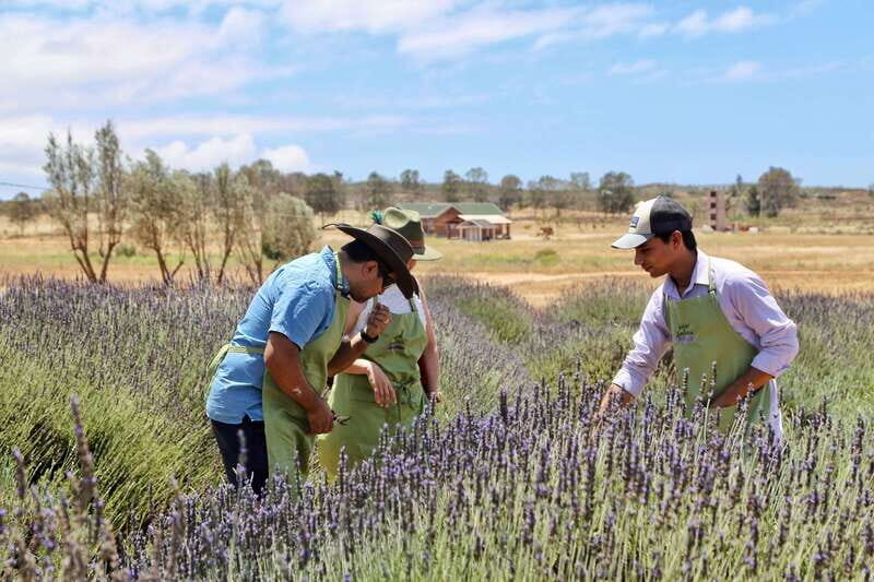 Lavender Experience Valle de Guadalupe - Guided Field Tour - Starting Point and Logistics