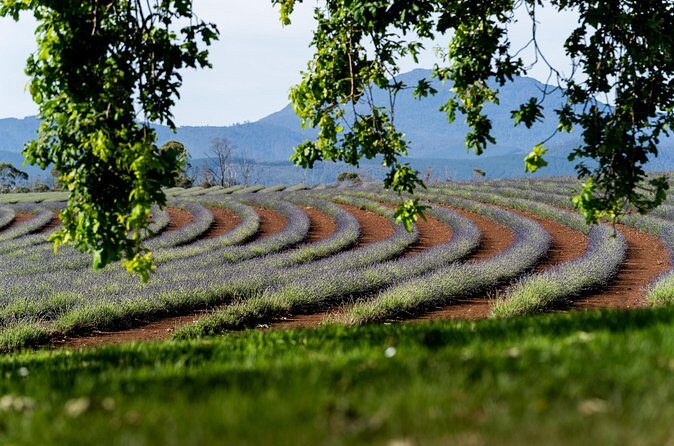 Lavender Farm - Bridestowe Festival of Flowers - Returning to Launceston