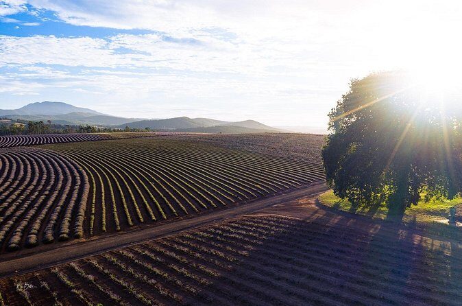 Lavender Farm - Bridestowe Festival of Flowers - The Value and Practicalities
