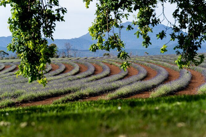 Lavender Farm - Bridestowe Festival of Flowers - Authentic Experiences and Reviewer Insights