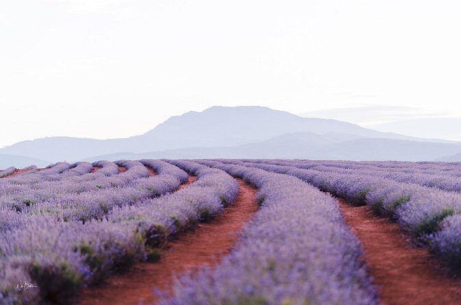 Lavender Farm - Bridestowe Festival of Flowers - Who Should Consider This Tour?