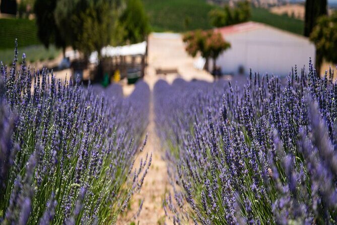 Lavender Farm U-Pick Day Pass - Key Points