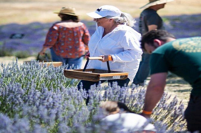 Lavender Farm U-Pick Day Pass - FAQ: Practical Questions About the Lavender Farm U-Pick Experience
