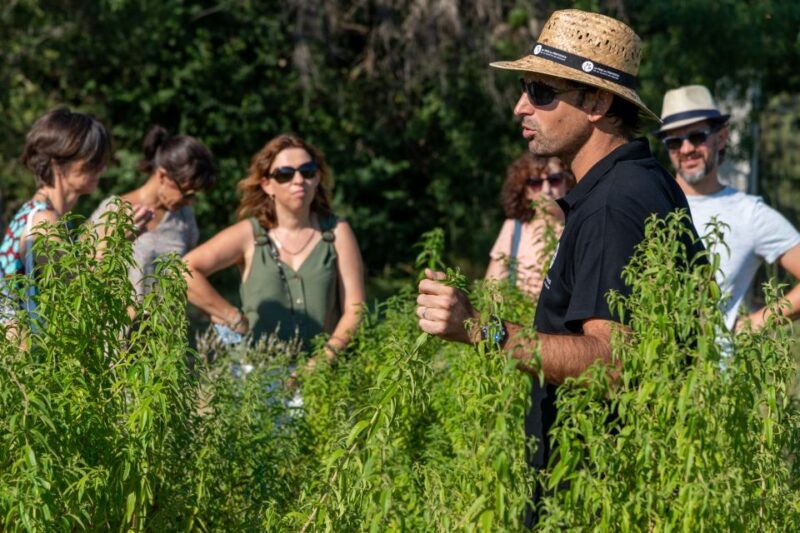 Lavender Field & Distillery Tour between Nimes & Arles - What to Bring and Wear