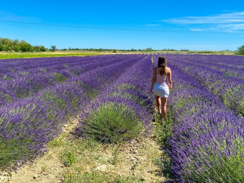 Lavender Field & Distillery Tour between Nimes & Arles - Who Should Consider This Tour