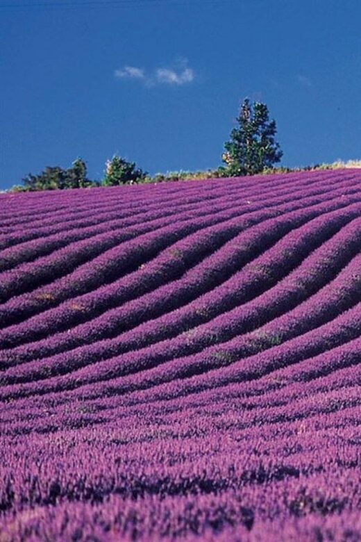 Lavender Fields Tour - Key Points