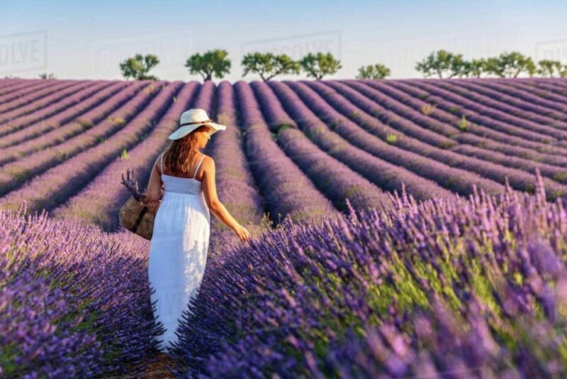Lavender Fields Tour - Who Will Love This Tour?
