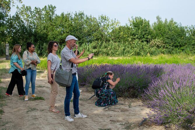 Lavender Harvesting and Distillation Workshop in Bellegarde - Key Points
