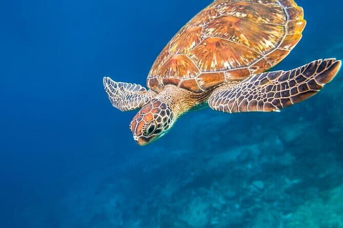 Lazy Similan Islands : Catamaran, Snorkeling & Lunch in Paradise - Key Points