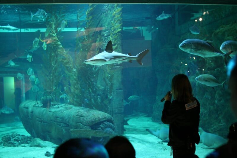 Le Grau-du-Roi: Seaquarium Skip-the-Line Entrance Ticket - Why This Tour Offers Good Value