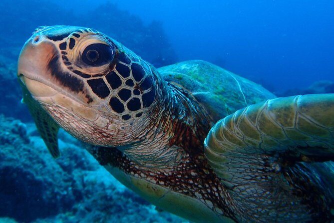 Learn to dive in 2 days Scuba Diver course - Introduction