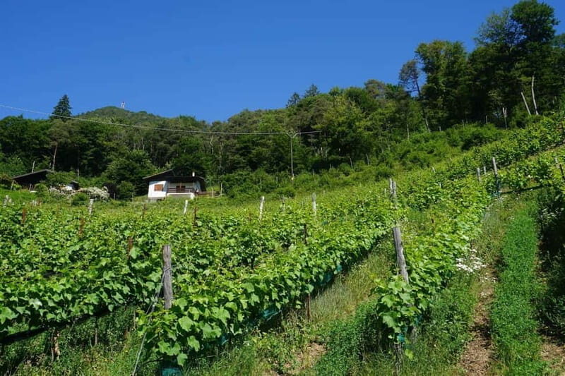 Ledro Lake: Guided Tour & Wine Tasting Among the Vines - Final Thoughts: Why You Should Consider This Tour