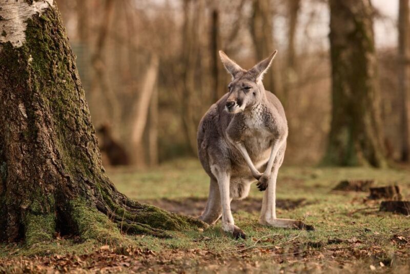Leewarden: AquaZoo Entry Ticket - Discovering AquaZoo Leeuwarden: An Engaging Day Out in Friesland