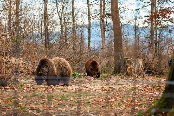 Legends&Wildlife Awaits: Dracula's Castle & Bear Sanctuary - The Sum Up