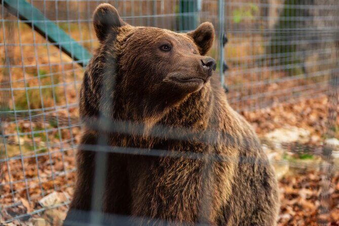 Legends&Wildlife Awaits: Dracula's Castle & Bear Sanctuary - FAQ