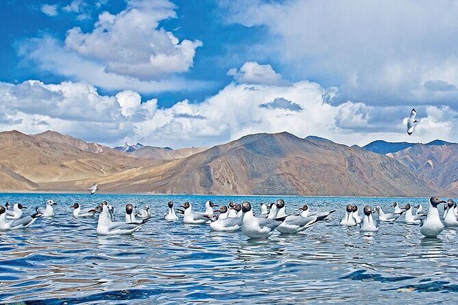 Leh to Pangong Lake with Overnight in Camp/ Guest-house - Introduction: Why This Tour Stands Out
