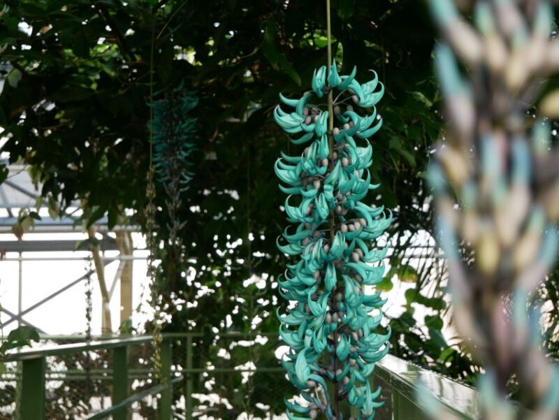 Leiden: Hortus Botanicus Entry Ticket - A Closer Look at the Experience