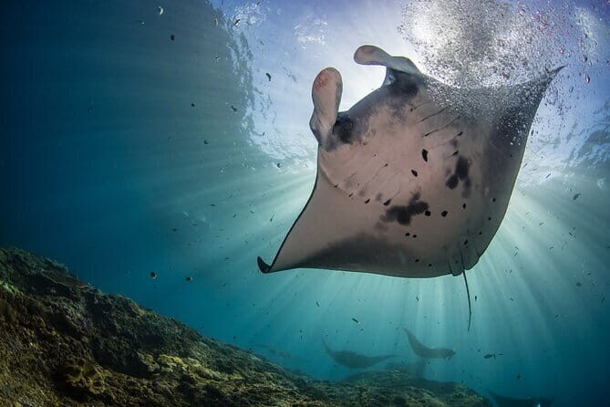 Lembongan Snorkeling at Manta Point Crystal Bay and Mangrove - Key Points