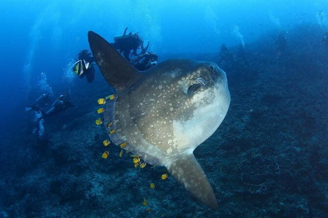Lembongan Snorkeling at Manta Point Crystal Bay and Mangrove - What’s Included and What’s Not