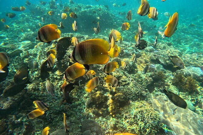 Lembongan Snorkeling at Manta Point Crystal Bay and Mangrove - The Experience and Guides