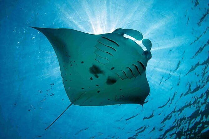 Lembongan Snorkeling at Manta Point Crystal Bay and Mangrove - Cost and Value