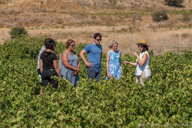 Lemnos wine tour - private tour - Discovering Lemnos’ Wine Scene: What to Expect