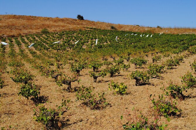 Lemnos wine tour - private tour - Authenticity and Special Touches