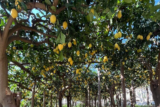 Lemon Path Tour with Tasting Session and Transfer from Positano - Who Should Consider This Tour?