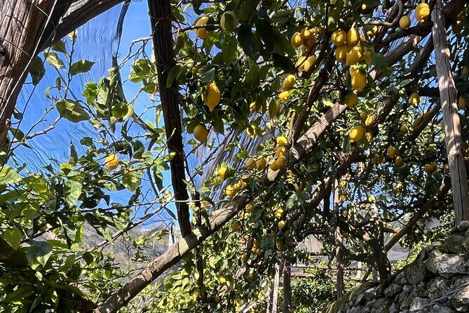 Lemon Path Tour with Tasting Session and Transfer from Positano - The Sum Up